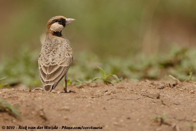 Fischer's Sparrow-LarkEremopterix leucopareia