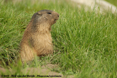 Alpine MarmotMarmota marmota marmota