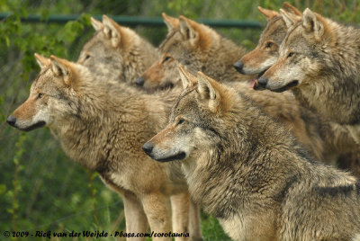European Grey WolfCanis lupus lupus