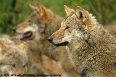 European Grey WolfCanis lupus lupus