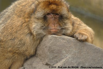 Barbary MacaqueMacaca sylvanus