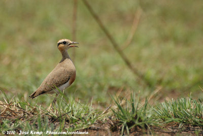 Temminck's CourserCursorius temminckii