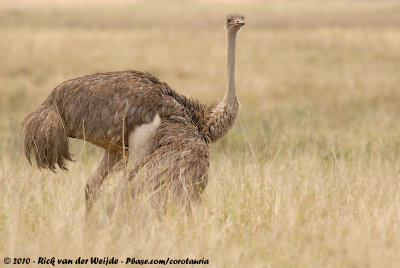 Ostriches  (Struisvogels)