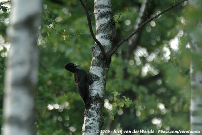 Black WoodpeckerDryocopus martius martius