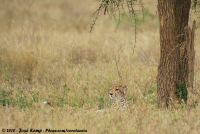 Cheetah<br><i>Acinonyx jubatus jubatus</i>