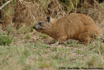 Black-Necked Rock HyraxProcavia capensis johnstoni