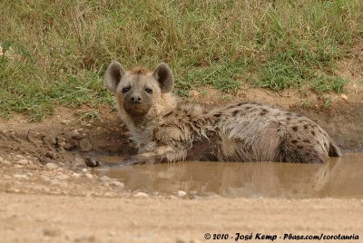 Spotted Hyaena  (Gevlekte Hyena)