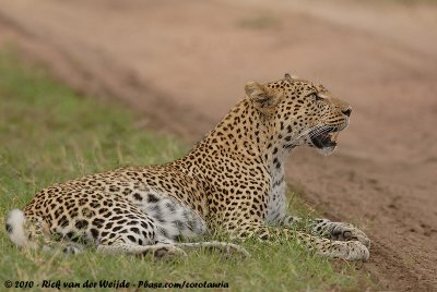 LeopardPanthera pardus pardus