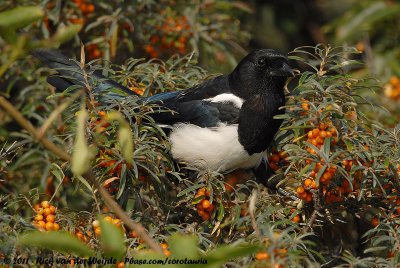 Eurasian MagpiePica pica pica