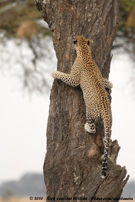 LeopardPanthera pardus pardus