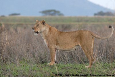 LionPanthera leo melanochaita
