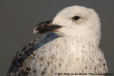 Greater Black-Backed GullLarus marinus