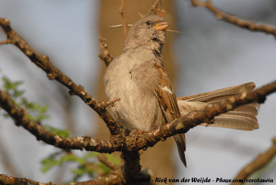 Swahili SparrowPasser suahelicus