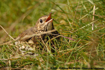 Song ThrushTurdus philomelos ssp.