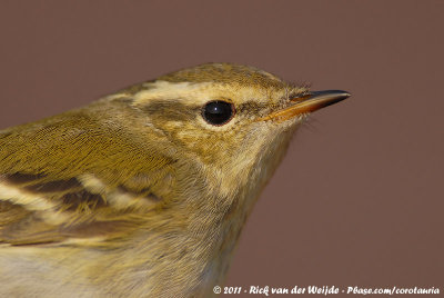 Yellow-Browed WarblerPhylloscopus inornatus