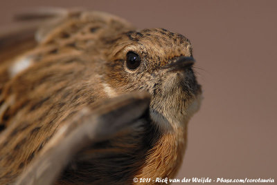 European Stonechat<br><i>Saxicola rubicola rubicola</i>