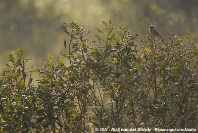 Common Reed BuntingEmberiza schoeniclus schoeniclus