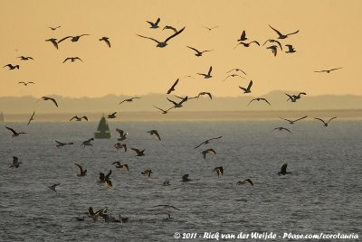 Gulls and a few Great Cormorants