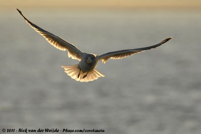 European Herring GullLarus argentatus argenteus