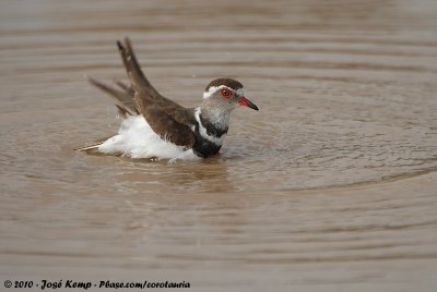 Three-Banded PloverCharadrius tricollaris tricollaris