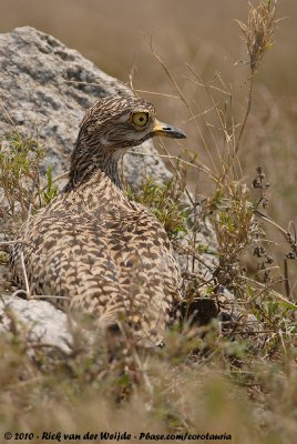 Spotted Thick-KneeBurhinus capensis capensis