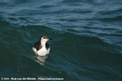 Common Guillemot<br><i>Uria aalge ssp.</i>