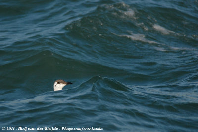 Common GuillemotUria aalge ssp.