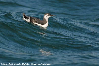 Common GuillemotUria aalge ssp.