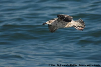 Lesser Black-Backed GullLarus fuscus graellsii