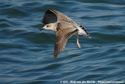 Lesser Black-Backed GullLarus fuscus graellsii