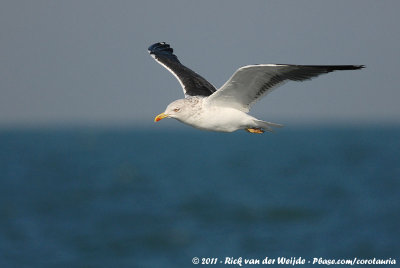 Lesser Black-Backed GullLarus fuscus graellsii