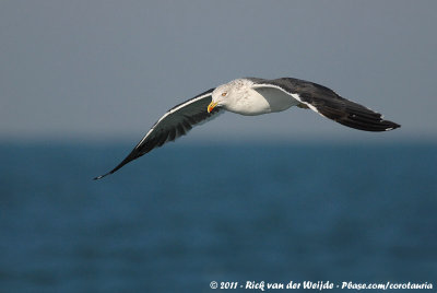 Lesser Black-Backed GullLarus fuscus graellsii