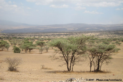 Dry county of the Ngorongoro