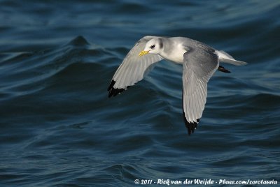 Black-Legged KittiwakeRissa tridactyla tridactyla