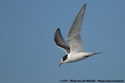 Common TernSterna hirundo hirundo