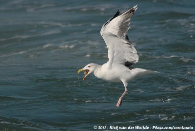 Greater Black-Backed GullLarus marinus