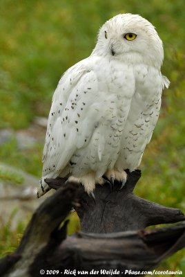 Snowy OwlBubo scandiacus