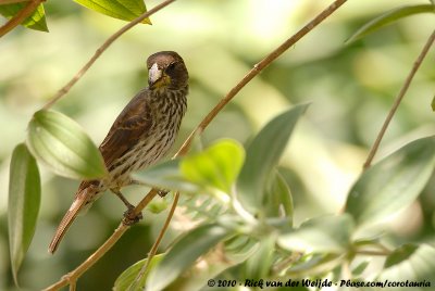 Grosbeak WeaverAmlyospiza albifrons montana