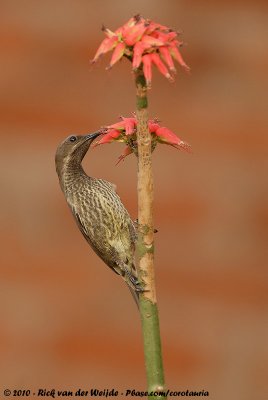 Scarlet-Chested SunbirdChalcomitra senegalensis lamperti