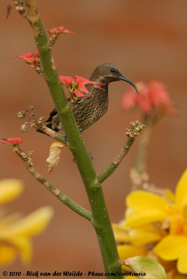 Scarlet-Chested Sunbird  (Roodborsthoningzuiger)