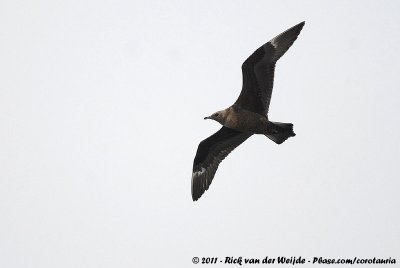 Arctic SkuaStercorarius parasiticus