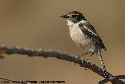 Canary Islands Stonechat<br><i>Saxicola dacotiae dacotiae</i>