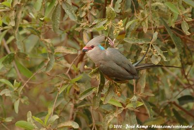 Blue-Naped MousebirdUrocolius macrourus pulcher