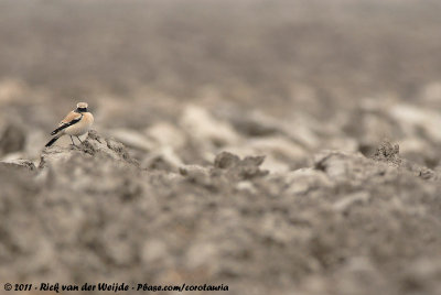 Desert WheatearOenanthe deserti atrogularis