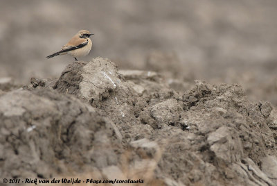 Desert WheatearOenanthe deserti atrogularis