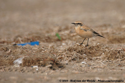 Desert WheatearOenanthe deserti atrogularis