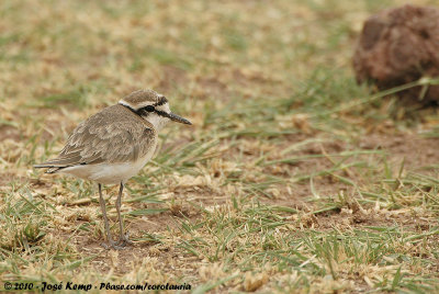 Kittlitz's PloverAnarhynchus pecuarius