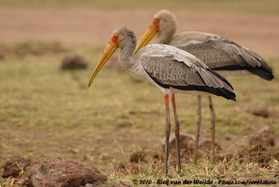 Yellow-Billed Stork  (Afrikaanse Nimmerzat)