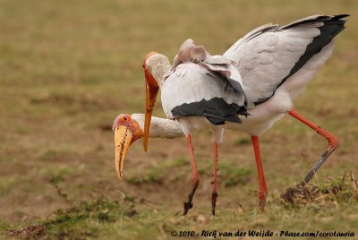 Yellow-Billed StorkMycteria ibis