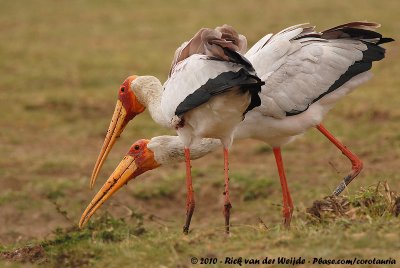 Yellow-Billed StorkMycteria ibis